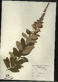 Spiraea tomentosa image