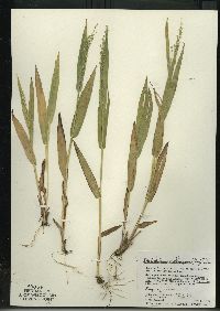 Dichanthelium xanthophysum image