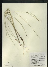 Carex oligosperma image