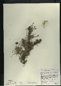 Larix laricina image