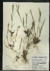 Dichanthelium acuminatum subsp. columbianum image