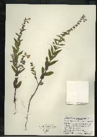 Scutellaria galericulata image