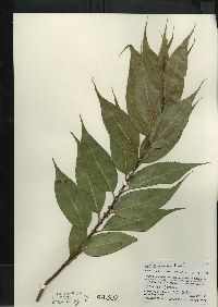 Salix lucida image