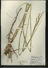 Spartina pectinata image