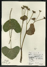 Caltha palustris image