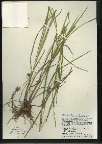 Carex tuckermanii image