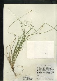 Carex bromoides image