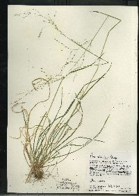 Poa alsodes image