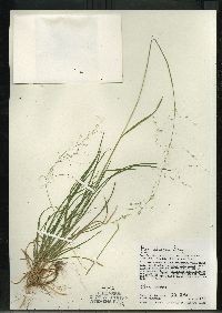 Poa alsodes image