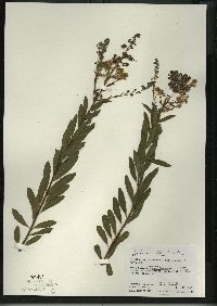 Spiraea alba image