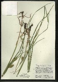 Carex tuckermanii image