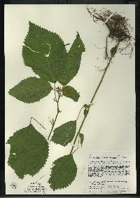 Laportea canadensis image