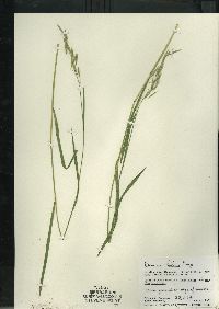 Bromus kalmii image