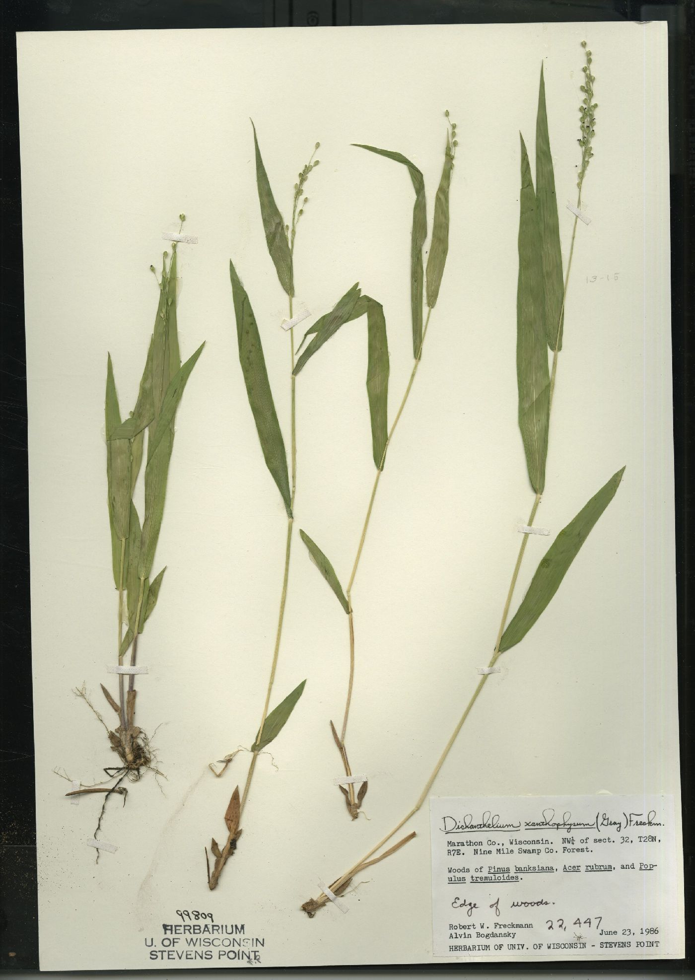 Dichanthelium xanthophysum image