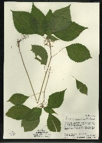 Laportea canadensis image