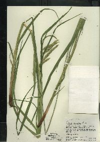 Carex crinita var. crinita image