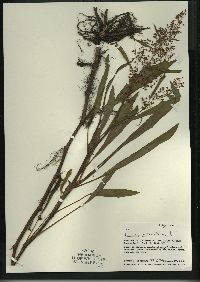 Rumex verticillatus image