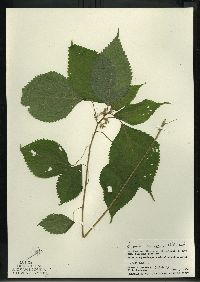 Laportea canadensis image