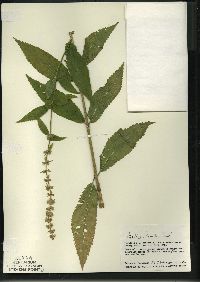 Stachys tenuifolia image