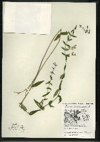 Scutellaria galericulata image