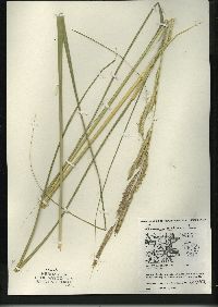 Spartina pectinata image