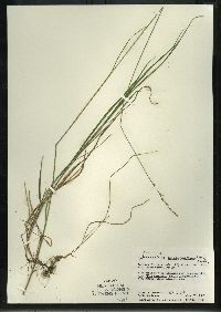 Schizachne purpurascens image