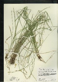 Carex bromoides subsp. bromoides image