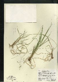 Poa alsodes image