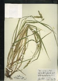 Carex stipata var. stipata image