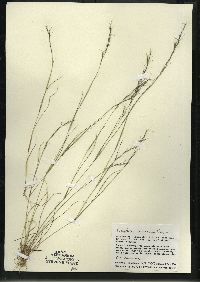 Aristida basiramea image