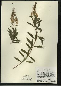 Spiraea alba image