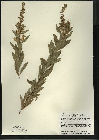 Spiraea alba image