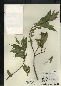 Salix lucida image