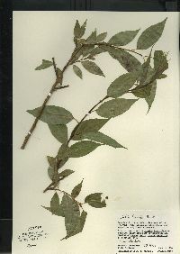 Salix lucida image