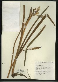 Iris versicolor image