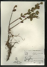 Chamaedaphne calyculata image