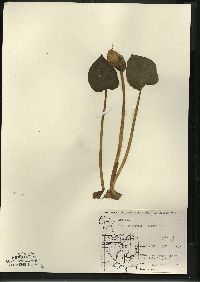 Calla palustris image