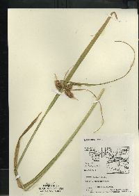 Carex comosa image