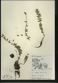 Vaccinium macrocarpon image