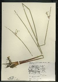 Juncus balticus subsp. littoralis image