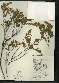 Chamaedaphne calyculata image