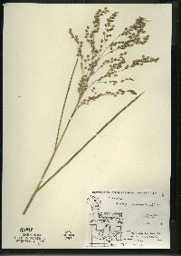 Glyceria canadensis image