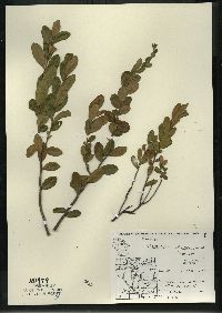 Chamaedaphne calyculata image