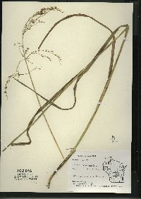 Glyceria canadensis image