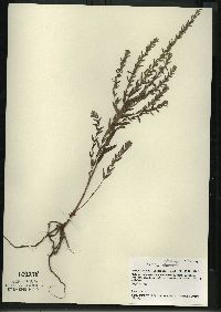 Lythrum alatum var. alatum image