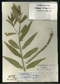 Asclepias incarnata subsp. incarnata image