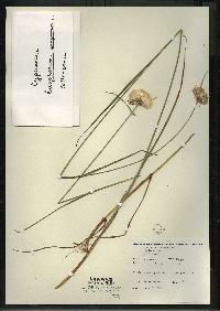 Eriophorum virginicum image