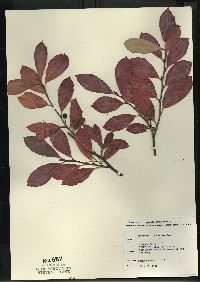 Aronia melanocarpa image