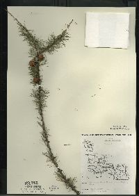 Larix laricina image