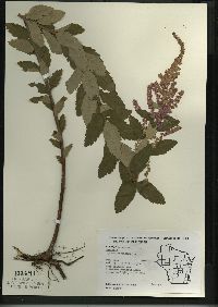 Spiraea tomentosa image